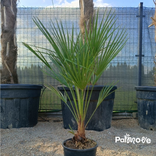 Chameorops Humilis 80cm